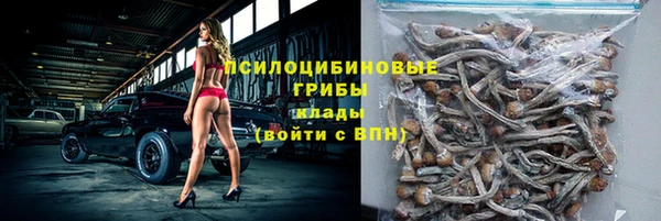 прущие грибы Новозыбков